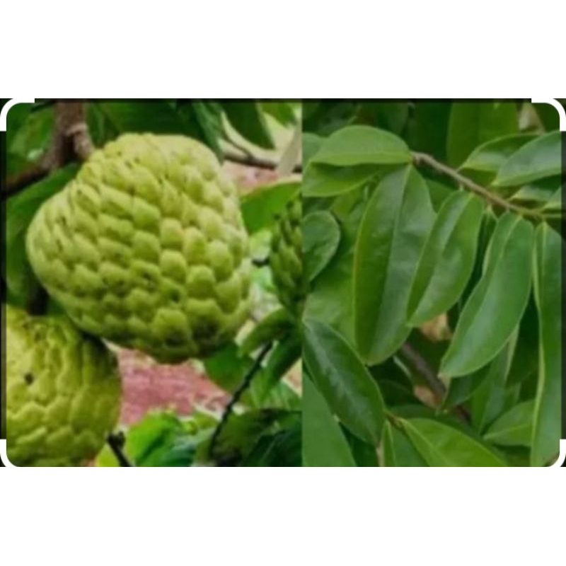 

herbal daun srikaya 500gr