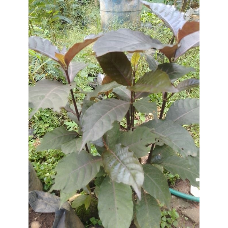 

daun handeleum/daun unggu segar 80 gr obat ambien