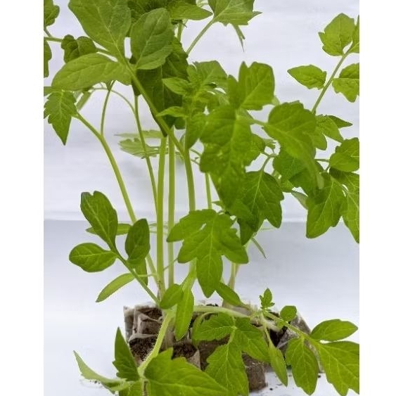 

husnafreshgarden 10 Paket Bibit Tomat servo