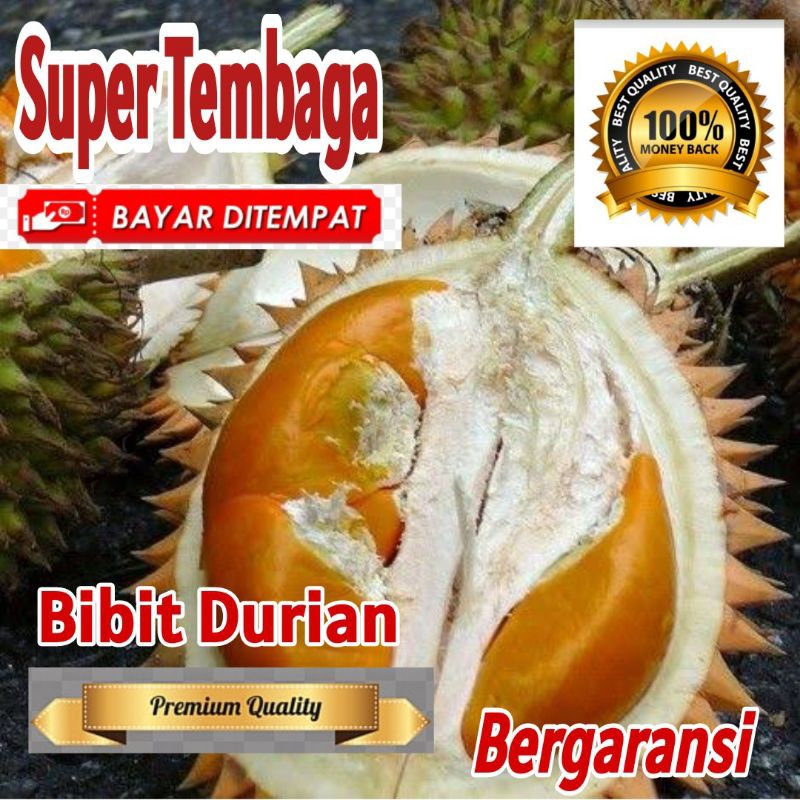 Bibit Durian SUPER TEMBAGA | Bergaransi Asli Kualitas Super