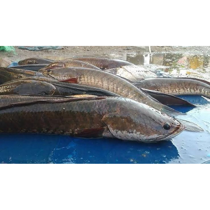 

KIRIM INSTANT Ikan Gabus Segar