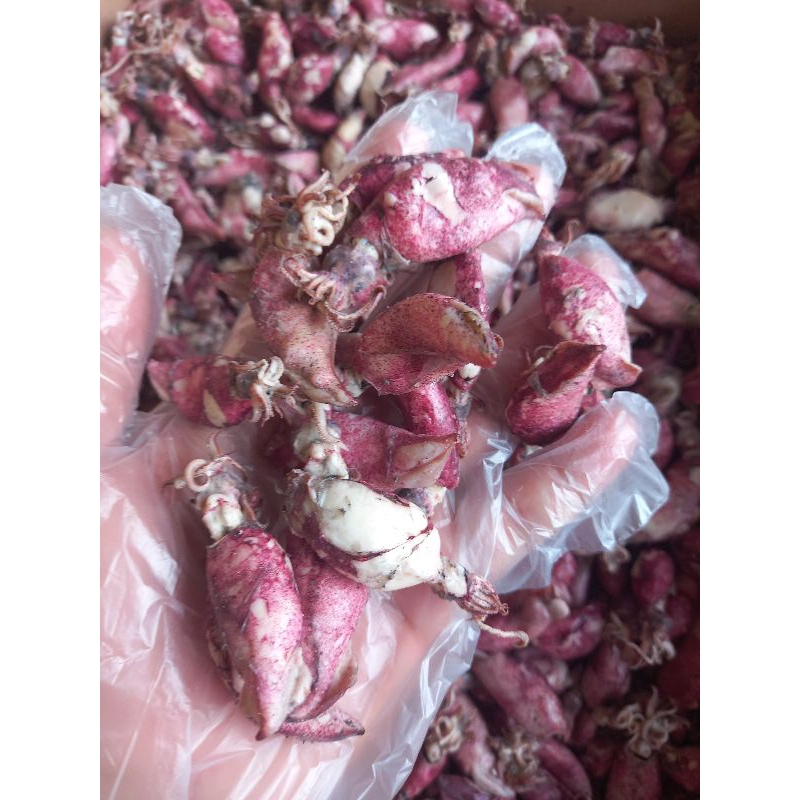

CUMI ASIN REMAJA MERAH KERING ENAK LEMBUT