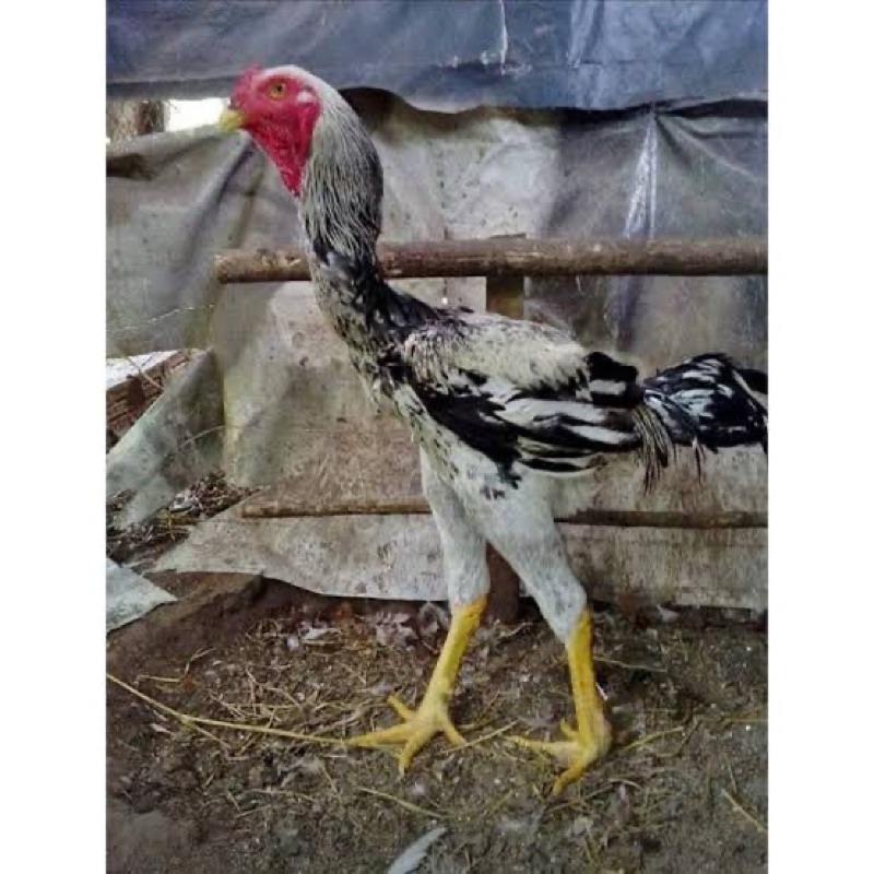 

TELUR TETAS AYAM INDIOGIGANTE F4 UNTUK DI TETASKAN
