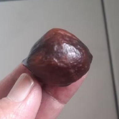 Muncang adu mayit MU grade A siap adu