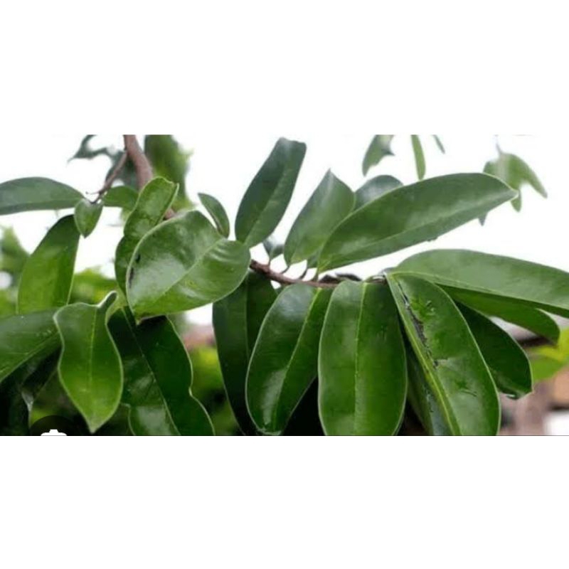 

daun sirsak 100 lembar segar