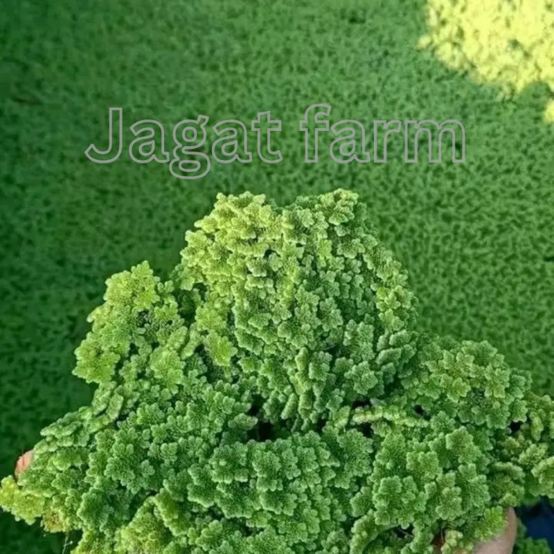 Azolla Purwodadi | pakan ayam kampung dan entok 250 gram