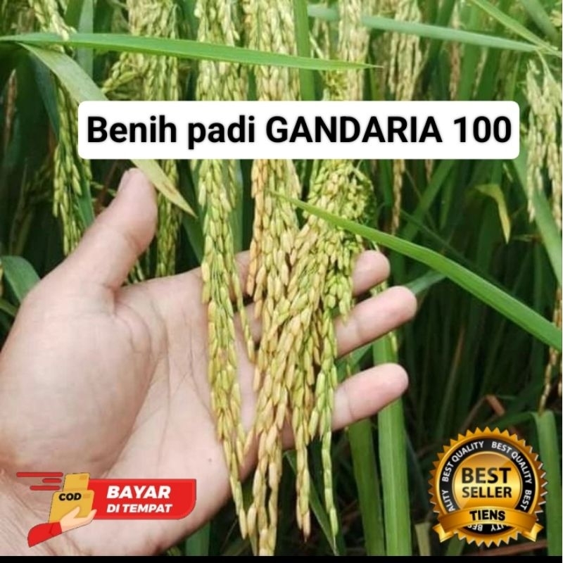BENIH PADI GANDARIA 100 (G100) Kemasan 1kg