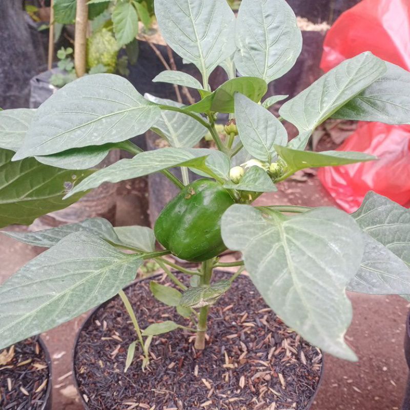 Tanaman Paprika