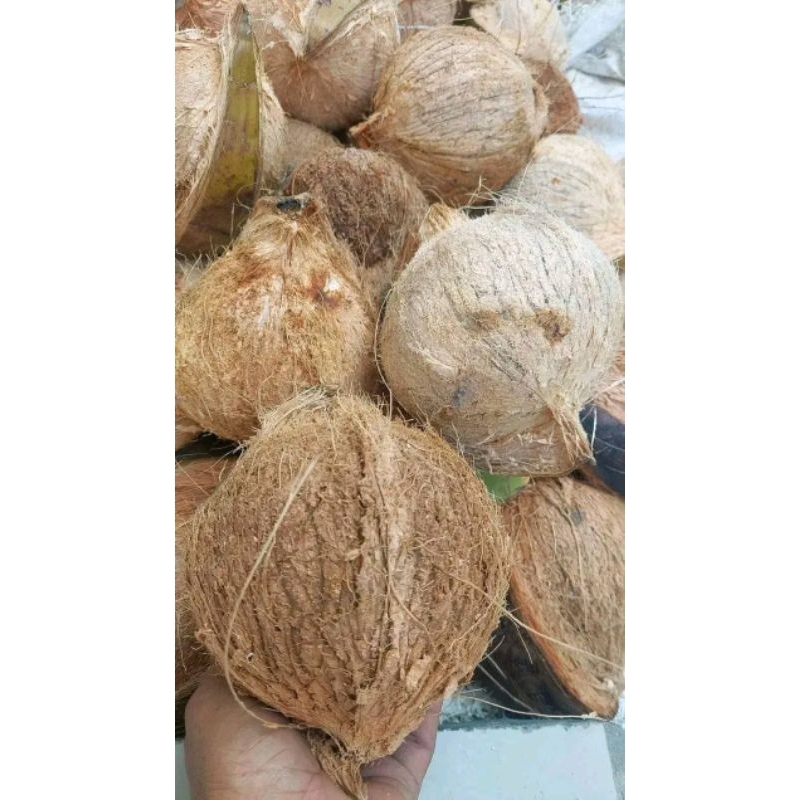 

kelapa tua untuk santan kwalitas terbaik /1biji