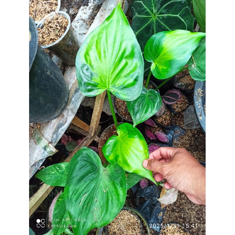 alokasia cuculata varigata