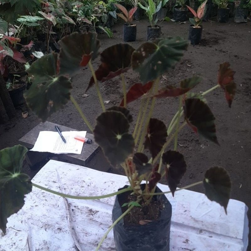 begonia black velvet/red velvet
