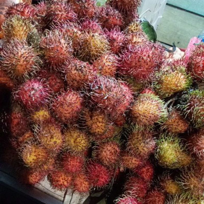 

Rambutan 1 iket