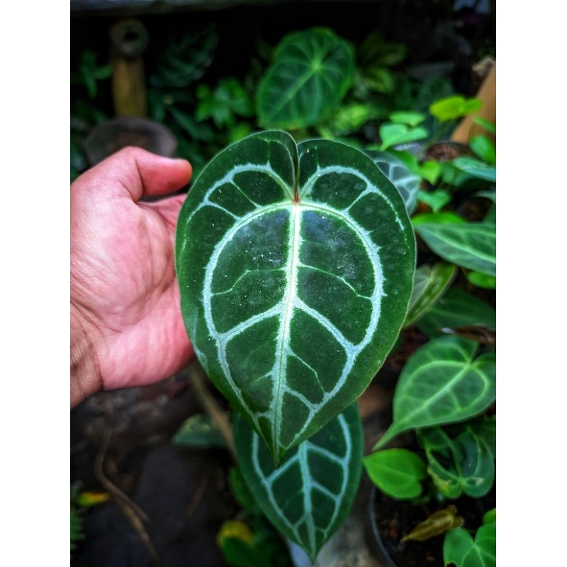 Anthurium Cristallinum x dorayaki silver ukuran pot 10cm