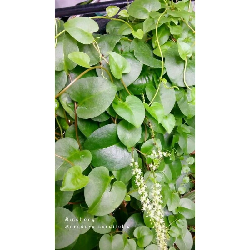 

daun binahong 50lembar