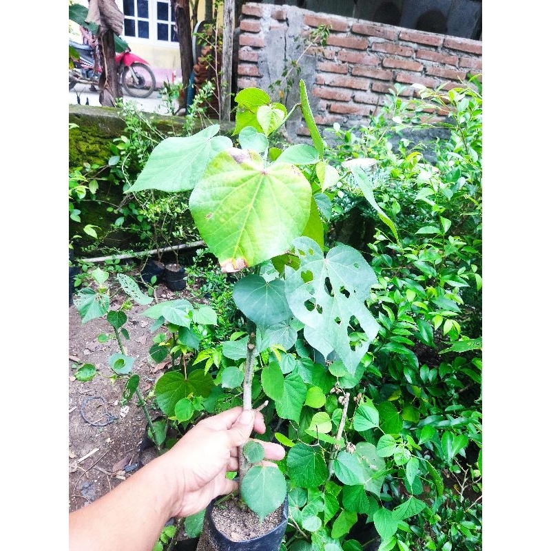 Bibit bahan bonsai waru India siap progam akar