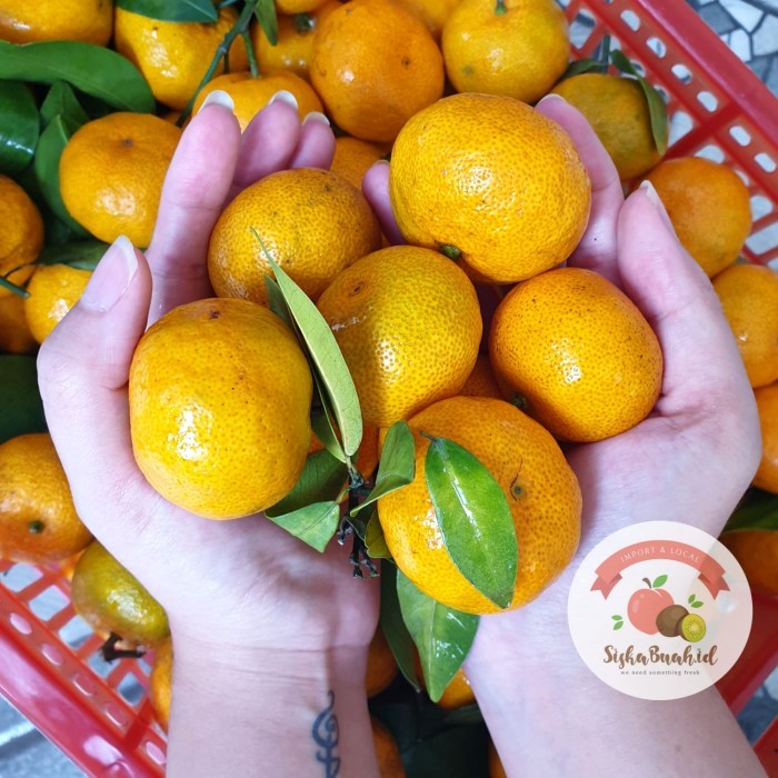 

JERUK SANTANG BIRMA - FRESH IMPORT