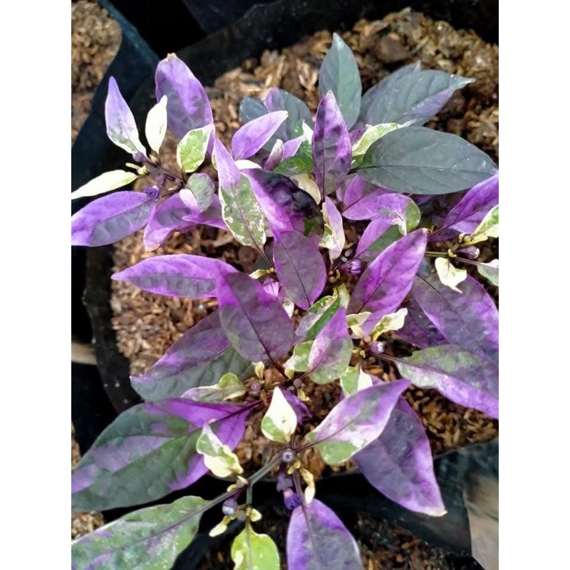 PAKET 5 JENIS CABE HIAS VARIGATA MIX