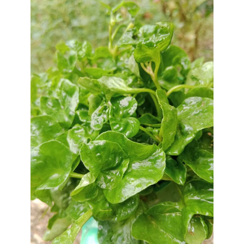 

Bibit Sayur Bayam Brazil (Beli 8 gratis 2)