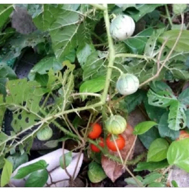 

Buah Terong Duri Atau Terong Pari Per 1 Buah Terong Hutan
