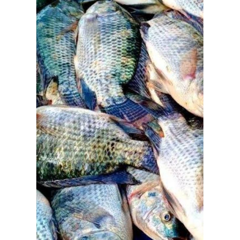 

Ikan Nila fresh
