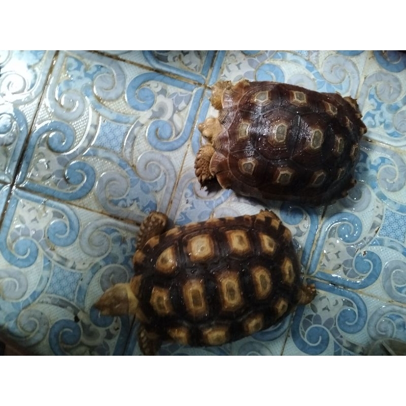 KurakuraSulcata1pasang 20cm.Betina makan lancar sehat berkualitas terbaik.