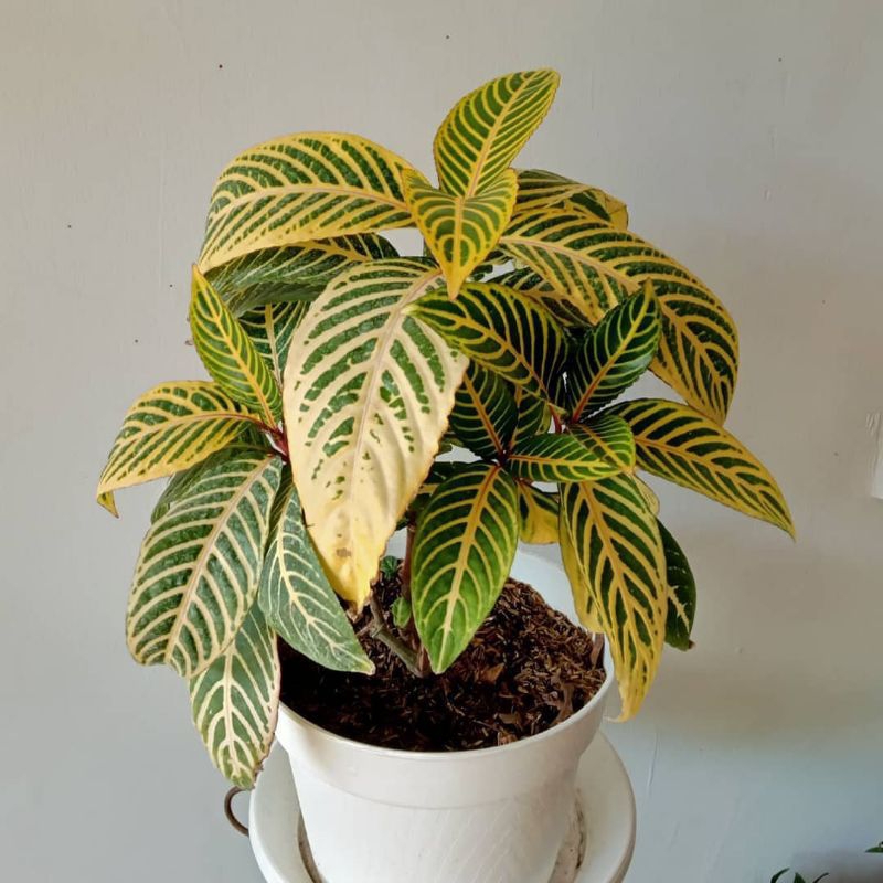 Tanaman Hias Daun Aphelandra Kuning (Aphelandra squarrosa) - bibit tanaman apelandra kuning