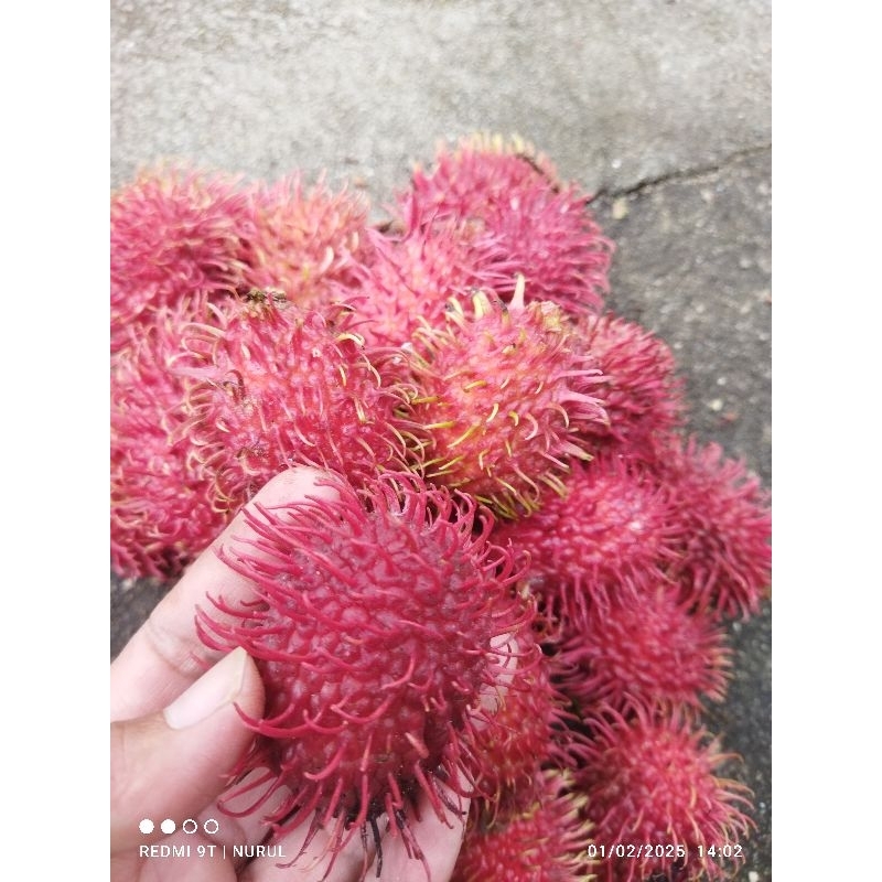 

Buah Rambutan Fresh petik dari pohon 1kg