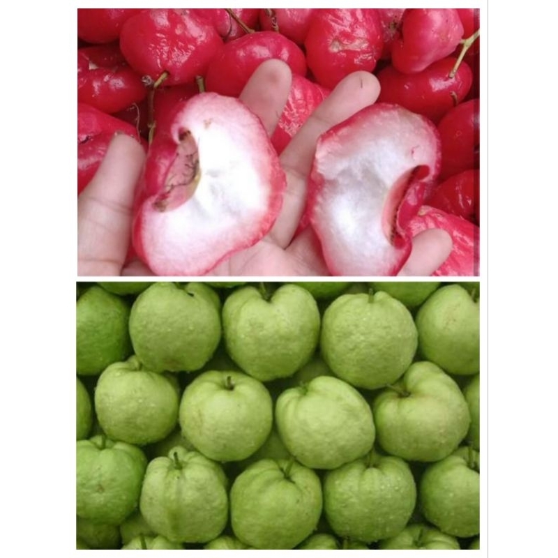 

jambu air mix jambu kristal isi 1kg