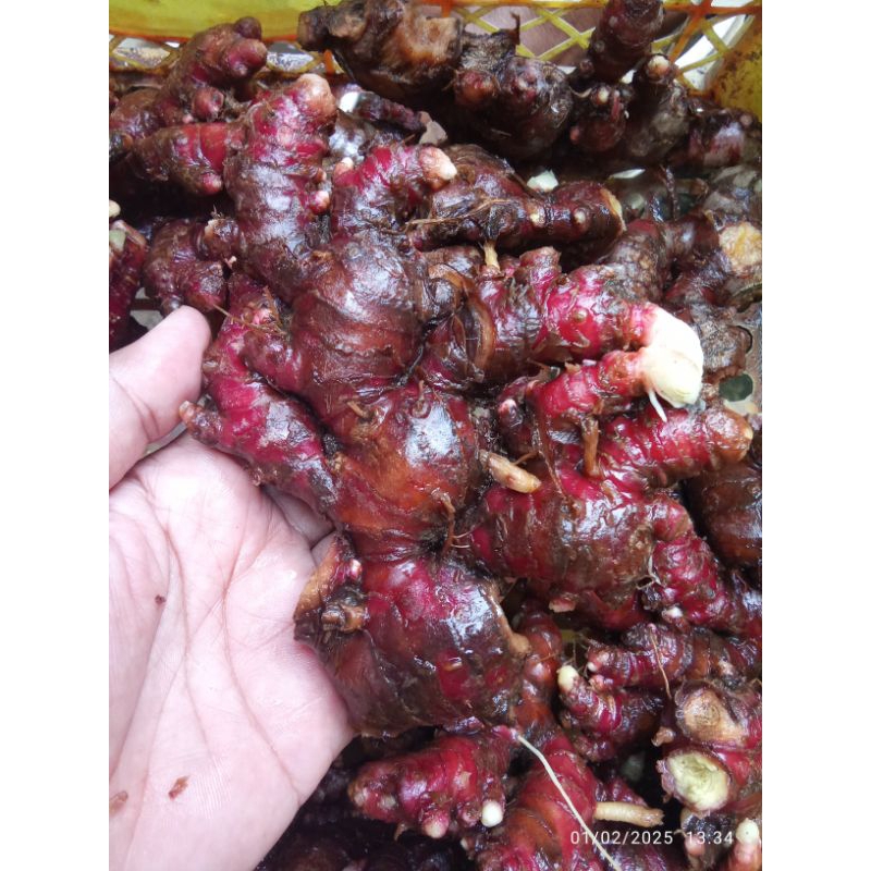 

Jahe Merah Super Sudah diCuci 1 KG Organik Premium