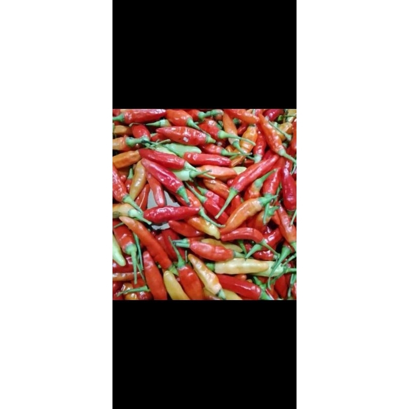 

cabai ori berat 250gr cabai segar