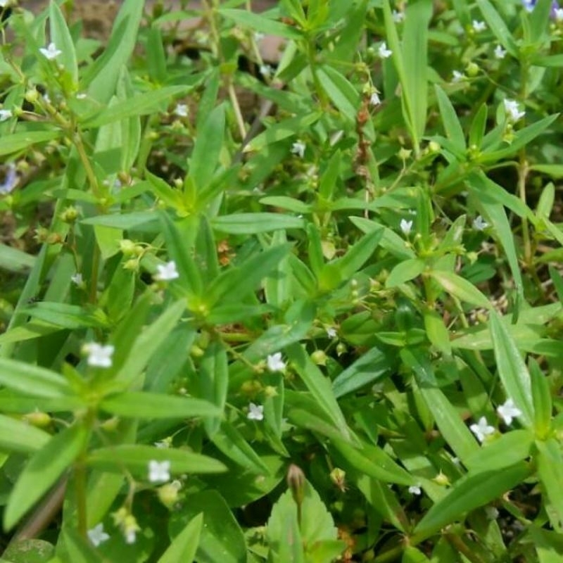 

daun rumput mutiara segar original segar paket 500 gr batang.daun.akar di petik saat orderan masuk