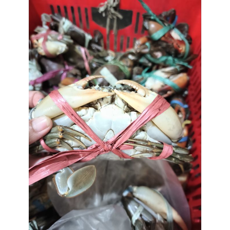 

KEPITING 1 KG ISI 6-8 EKOR