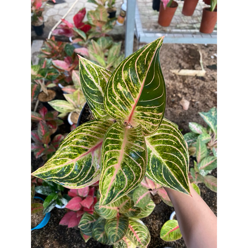 Aglaonema Esmeralda