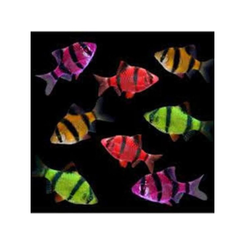 Sumatra Tiger Glofish
