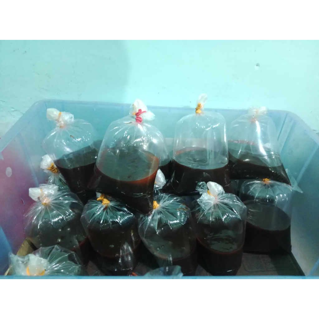 

Petis Kupang Asli Enak .