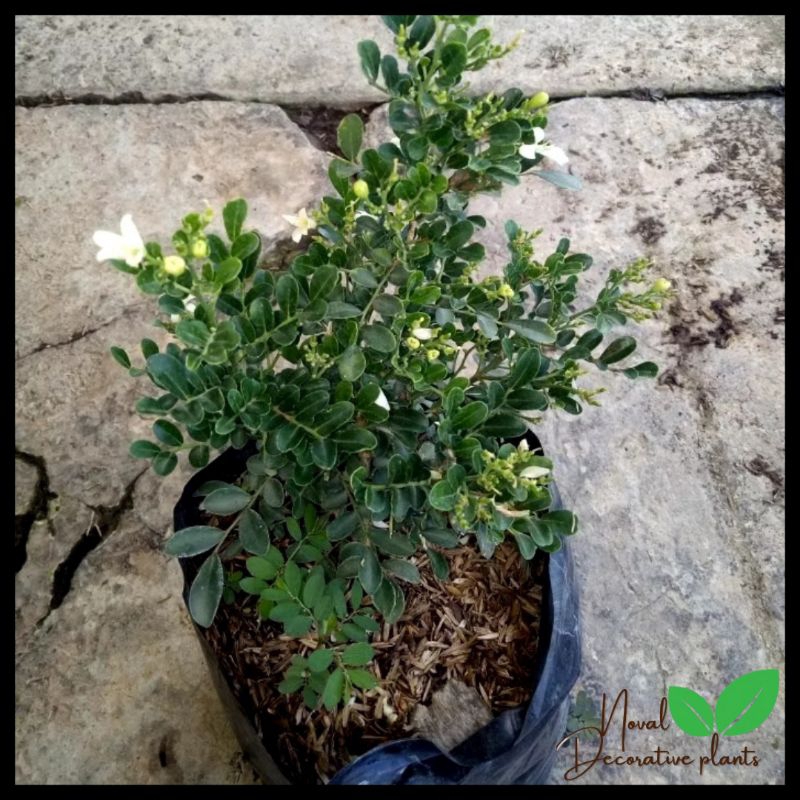 Promo COD Tanaman hias melati kemuning micro - tanaman melati kemuning super wangi