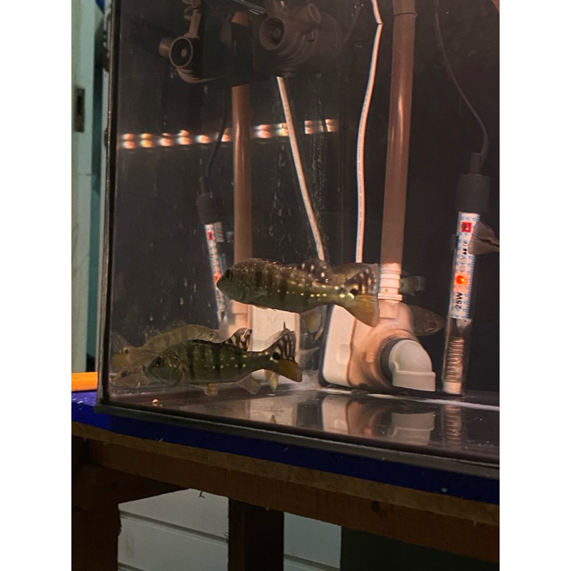 PEACOCK BASS/ PBASS AZUL 13CM