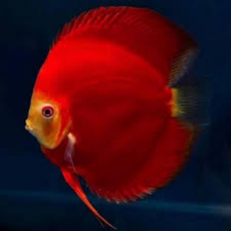 Hiasan Aquarium Discus Sun Red