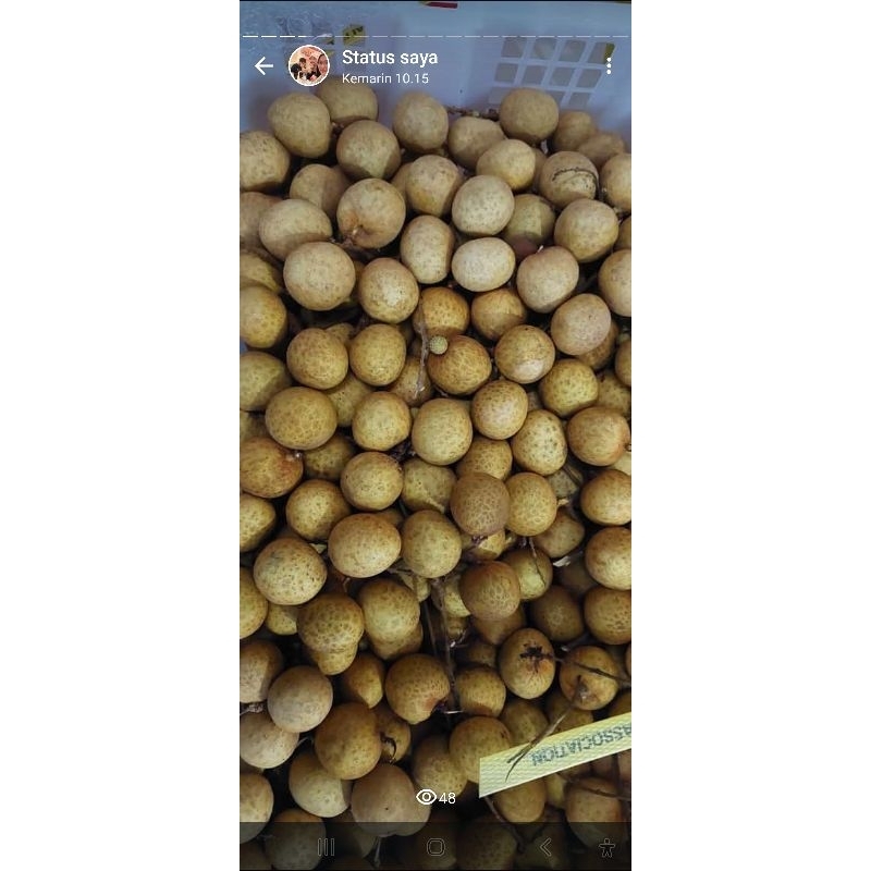 

Klengkeng gold manis jumbo daging tebal