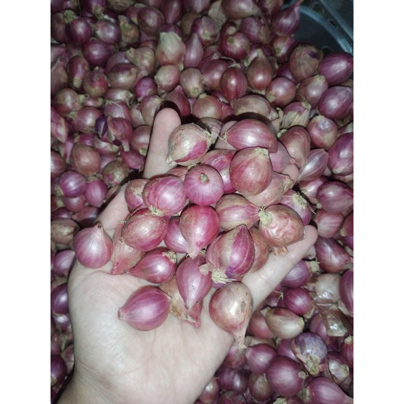 

Bawang merang tanggung 500gr 1000gr