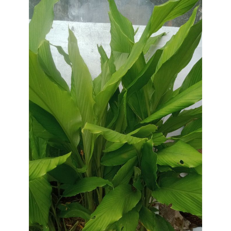 

Daun kunyit fres 100grm