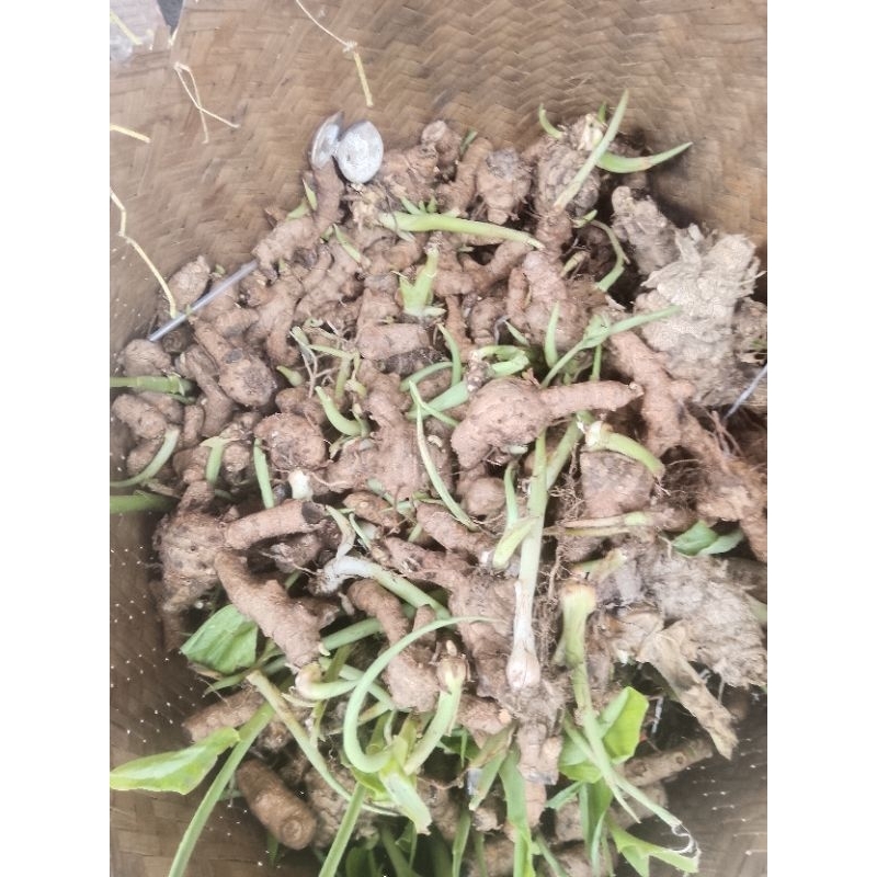 

jamu asli madura alami 100%