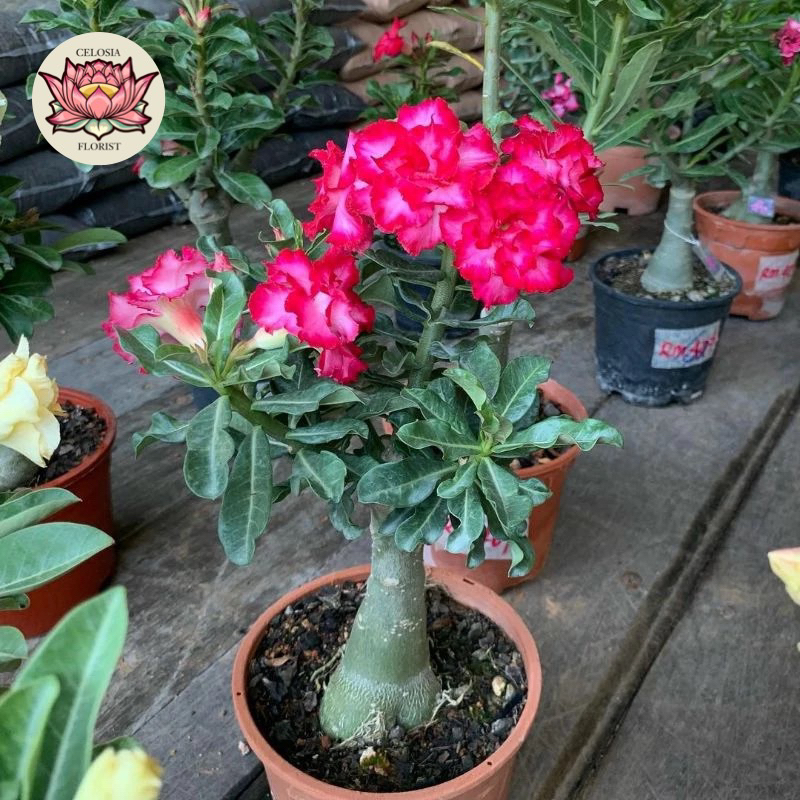 adenium bibit bongsai adenium
