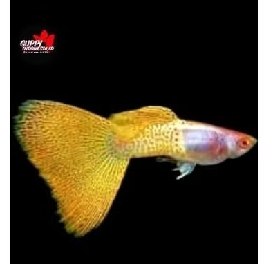 

STIKER GUPPY ALBINO SNAKE SKIN YELLOW LACE 1PAIR