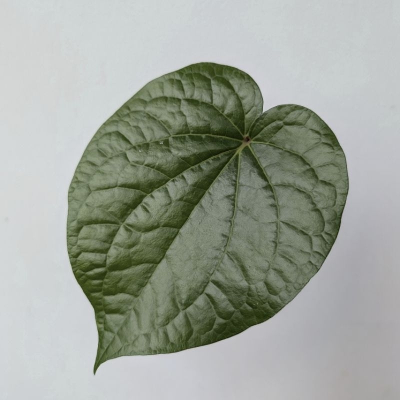 

Paket Daun Sirih Hijau (25-50) Segar dari Kebun Sendiri