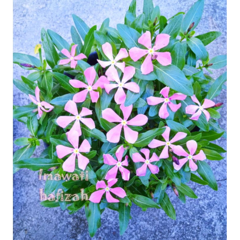 Benih ( biji )  Bunga Vinca Jepang Tokyo Peach