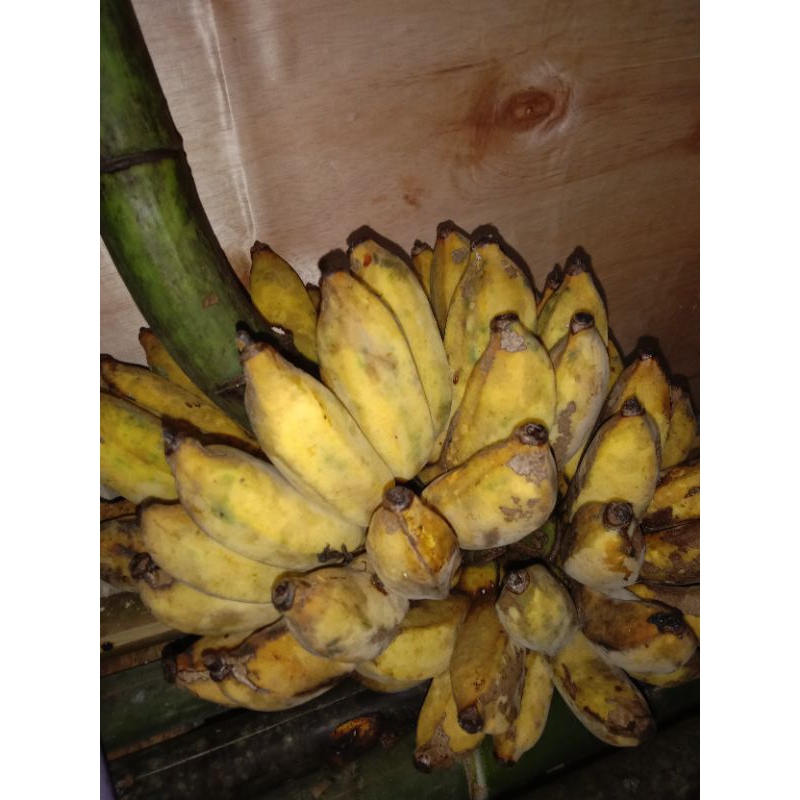 

Pisang Kepok Lokal / Pisang Gebrot 1Sisir Khusus instan