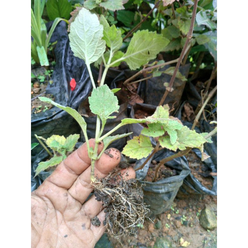 bibit nilem siap ganti potsudah tumbuh