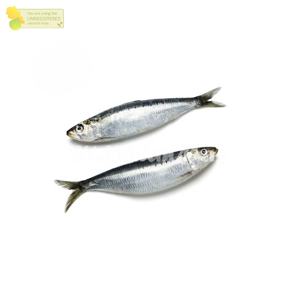 Ikan Sarden Segar Ikan Sarden Tembang 1Kg
