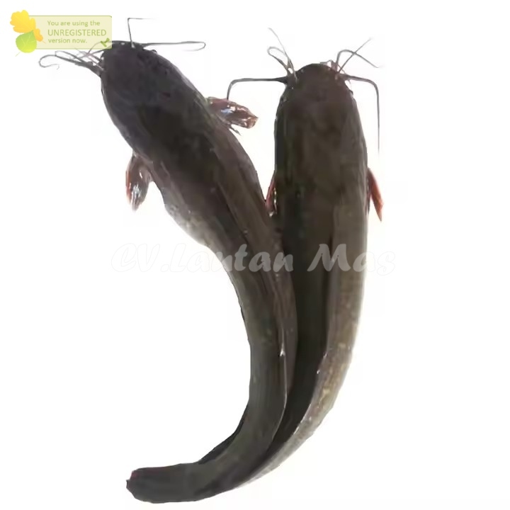 

Ikan Lele Hidup Live Ikan Lele Segar 1Kg